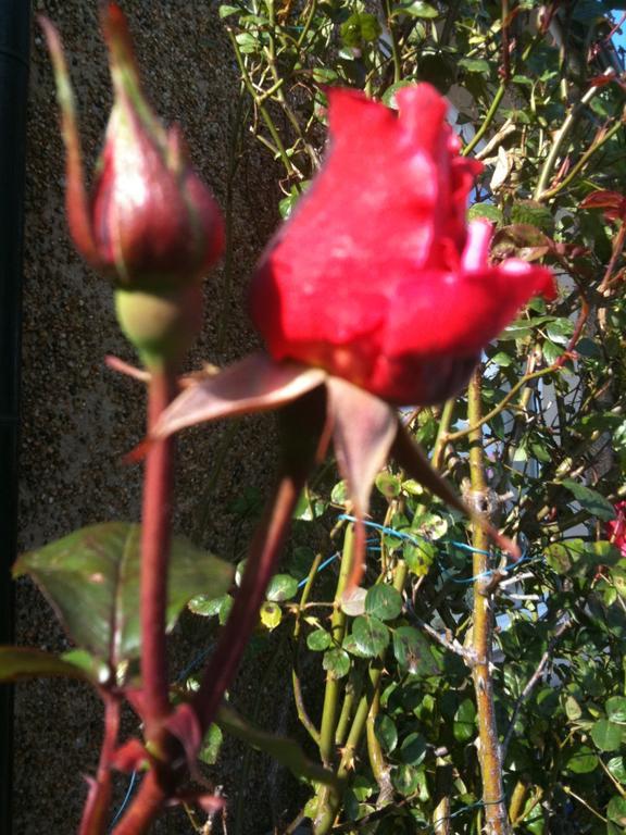 Almond House B&B Edinburgh Buitenkant foto
